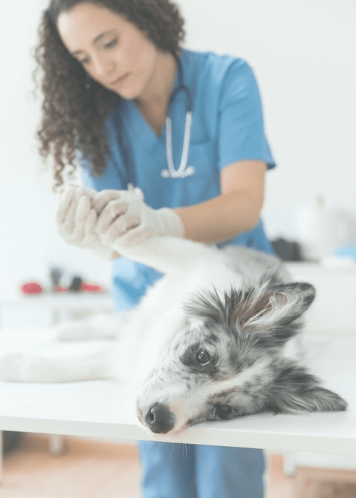 veterinaria a domicilio en logroño