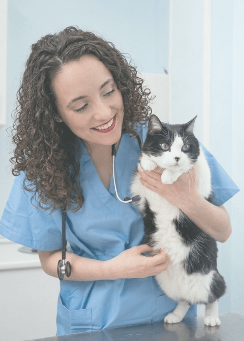 veterinaria a domicilio logroño