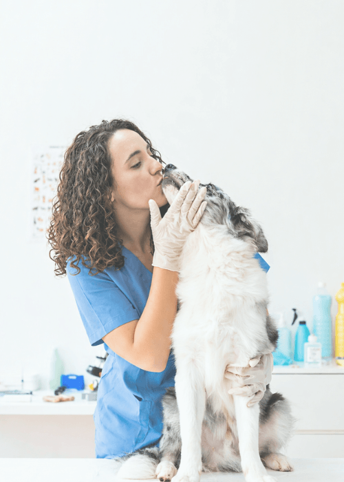 veterinaria casa