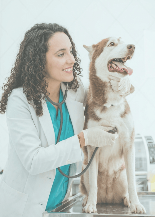 veterinario a domicilio
