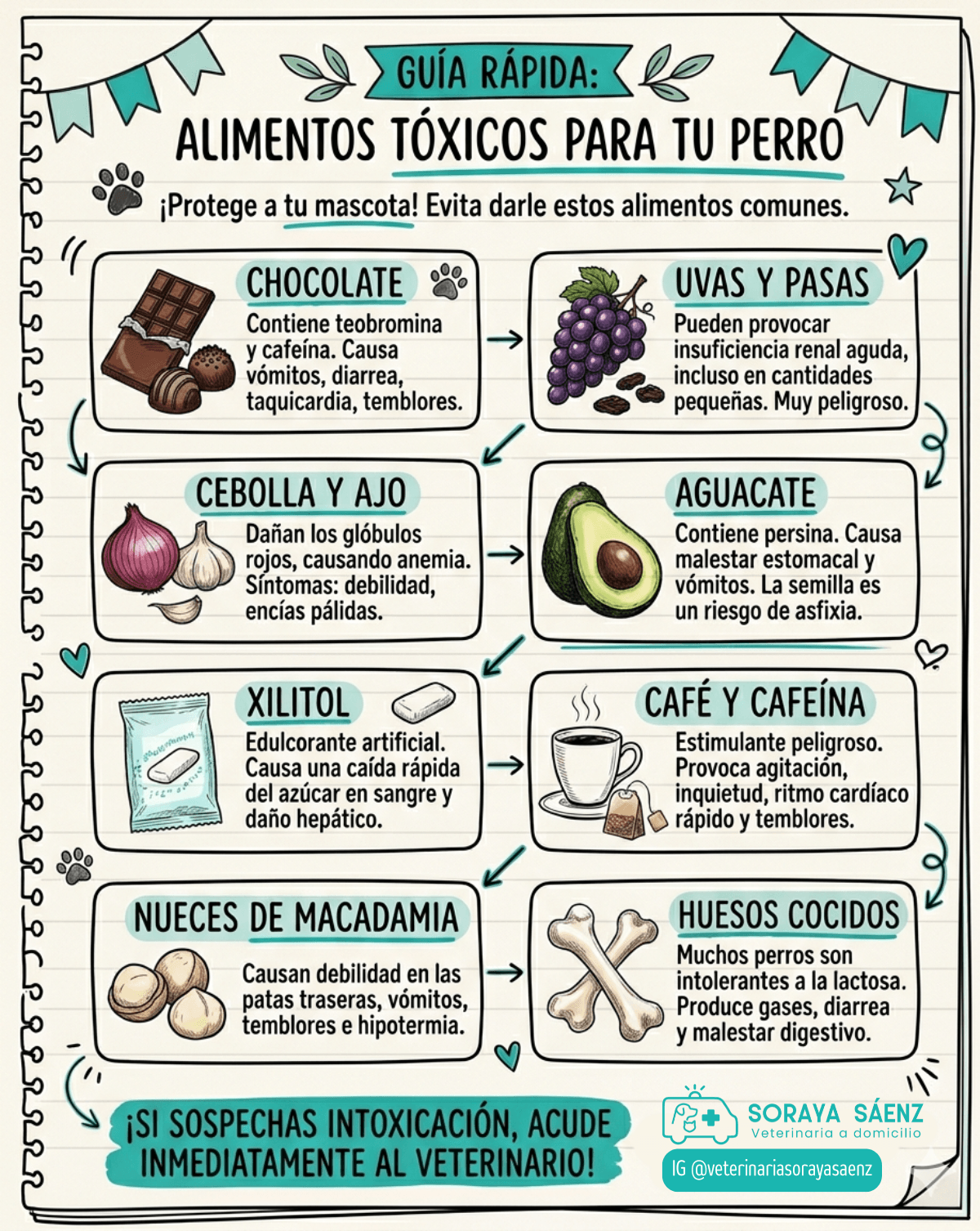 Infografía de alimentos tóxicos para perros