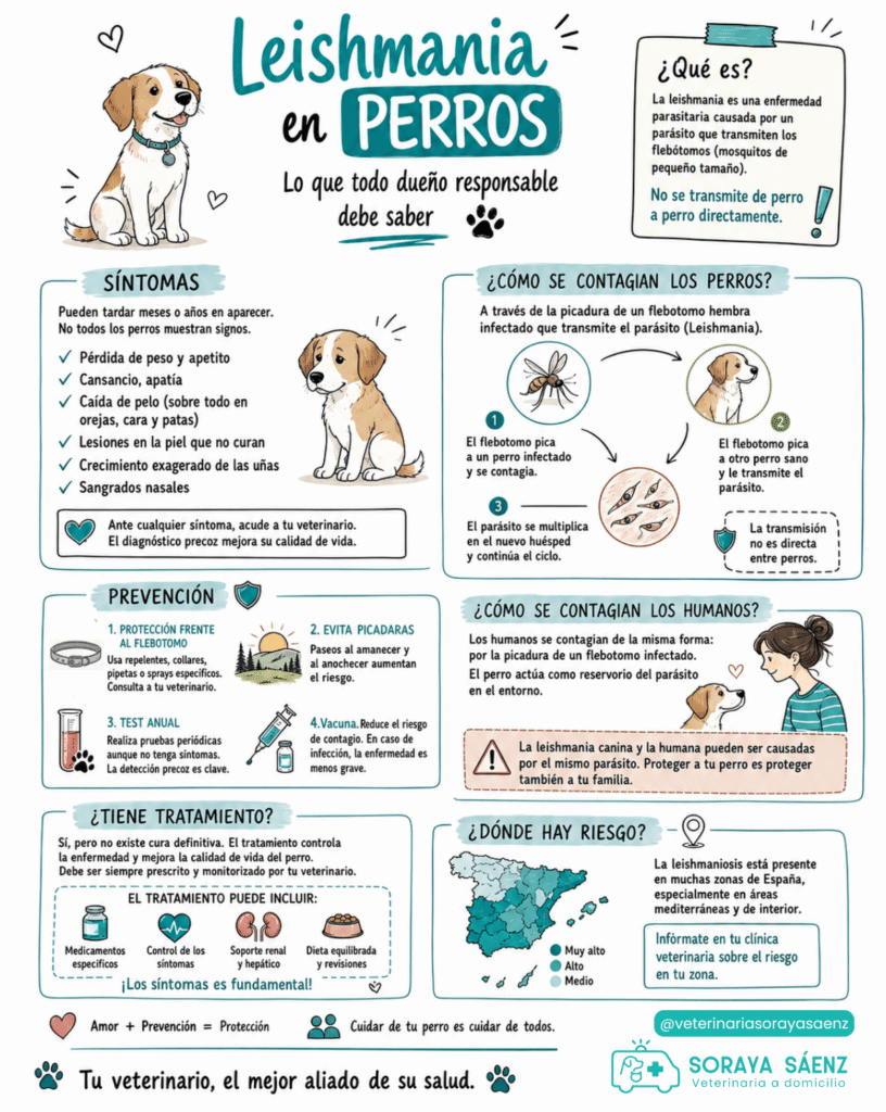 Infografía sobre la leishmania en perros: prevención, síntomas, tratamiento y riesgo para los humanos